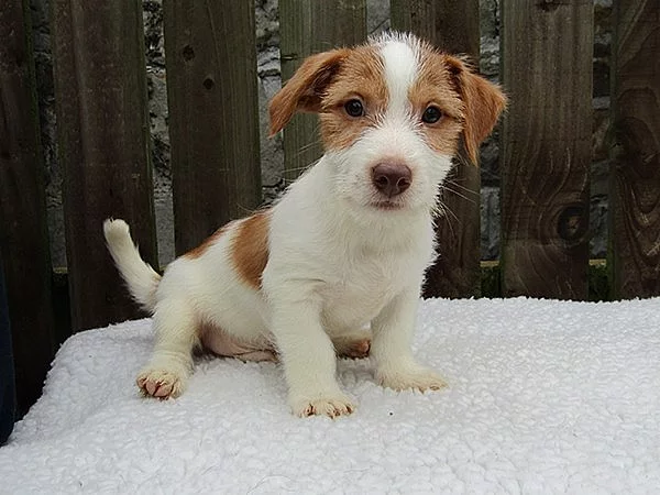 VÝHODNÉ – půlroční pejsek Jack Russella teriéra PP